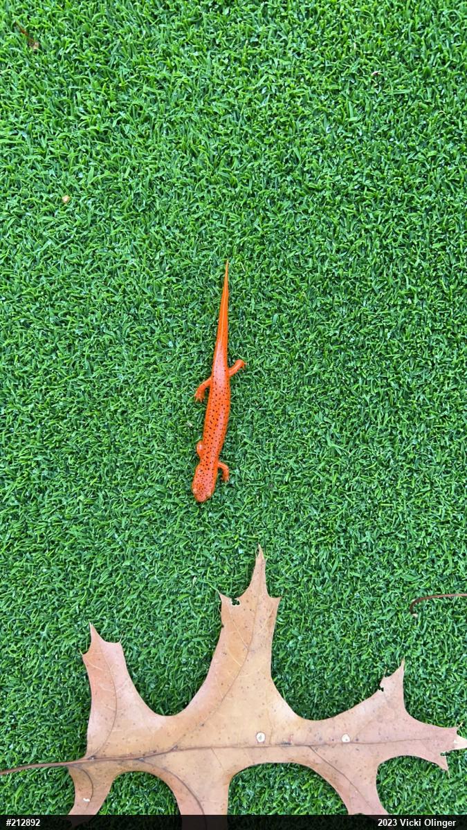 Northern Red Salamander