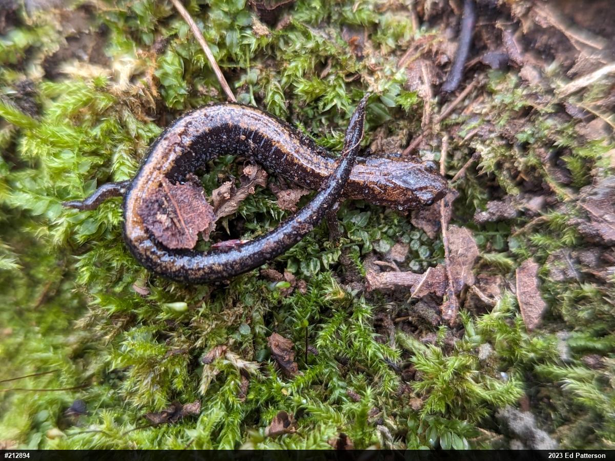 Eastern Red-backed  Salamander
