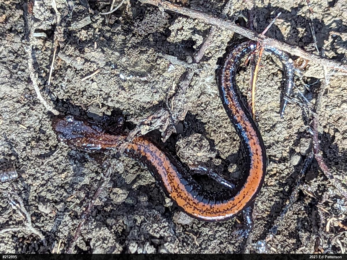 Eastern Red-backed  Salamander