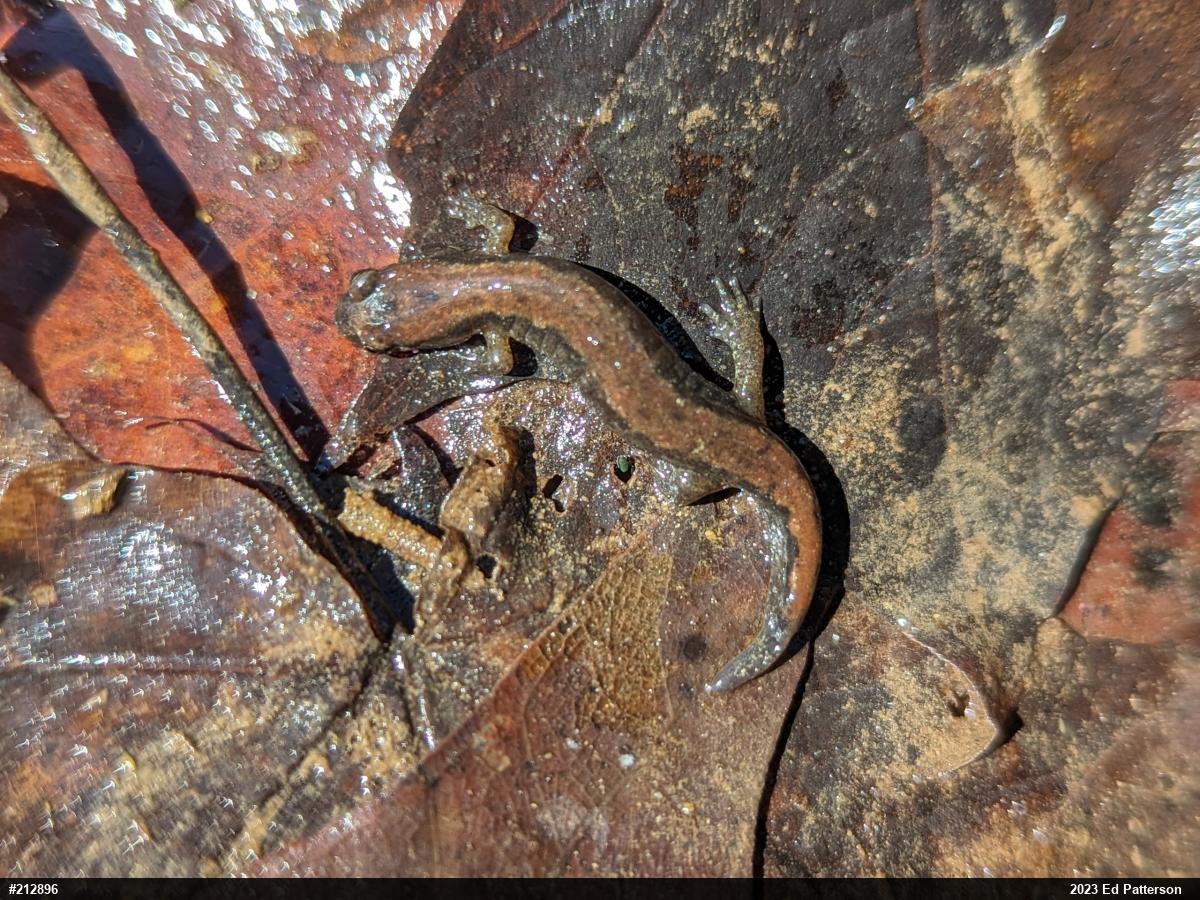 Northern Dusky Salamander