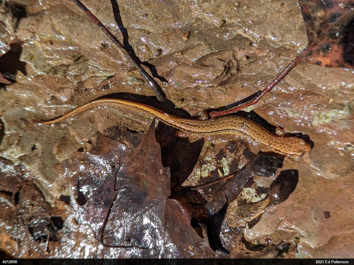 Northern Two-lined Salamander