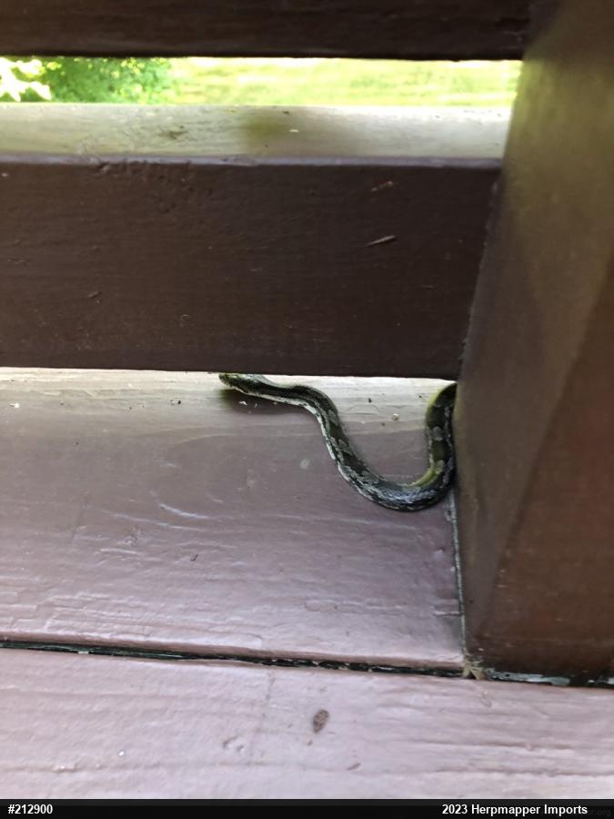 Eastern Ratsnake