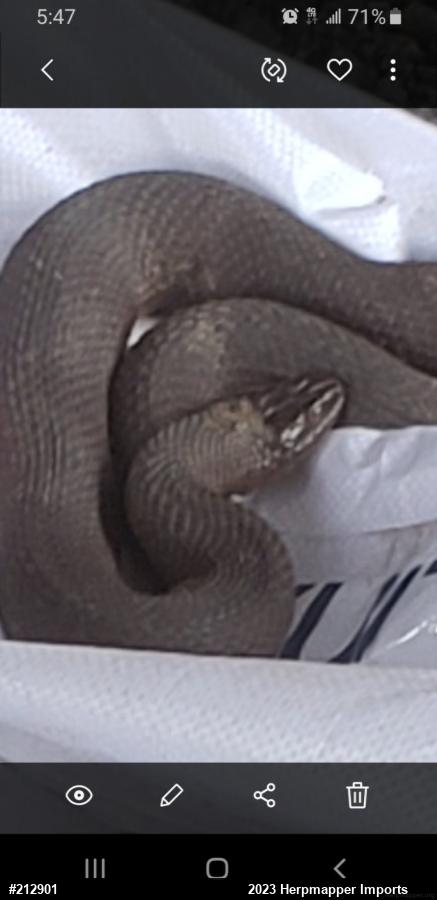 Northern Watersnake