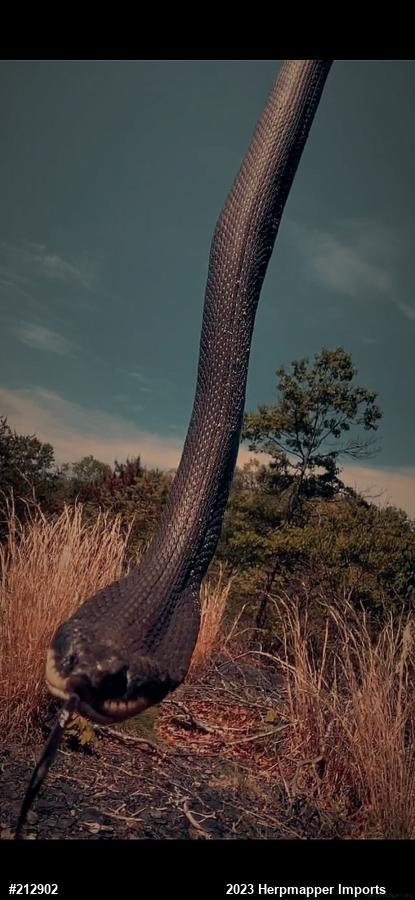 Eastern Hog-nosed Snake