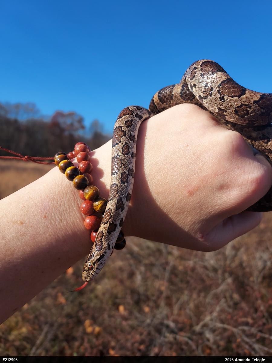 Eastern Milksnake
