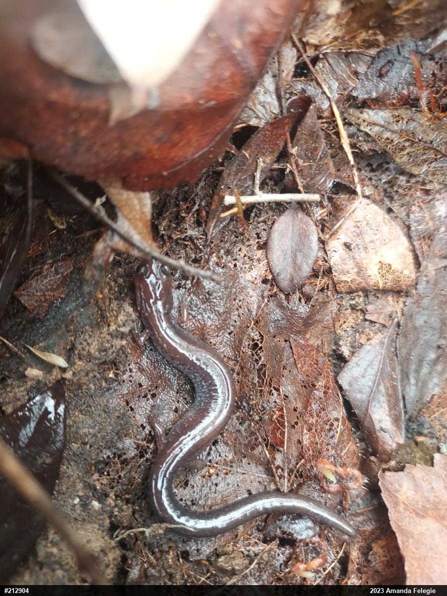 Eastern Red-backed  Salamander