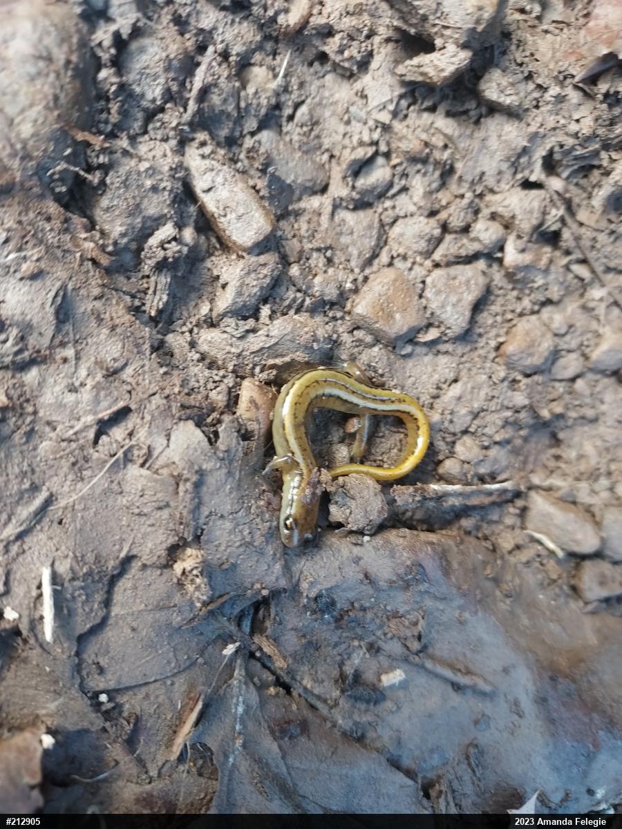 Northern Two-lined Salamander