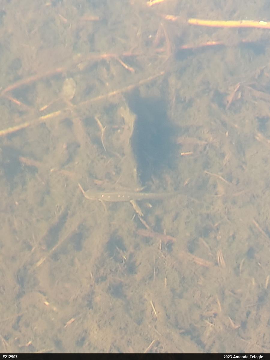 Red-spotted Newt