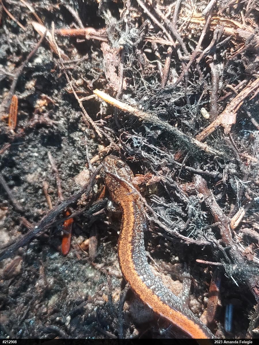 Eastern Red-backed  Salamander