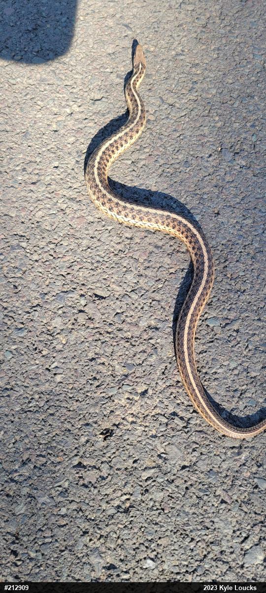 Eastern Gartersnake