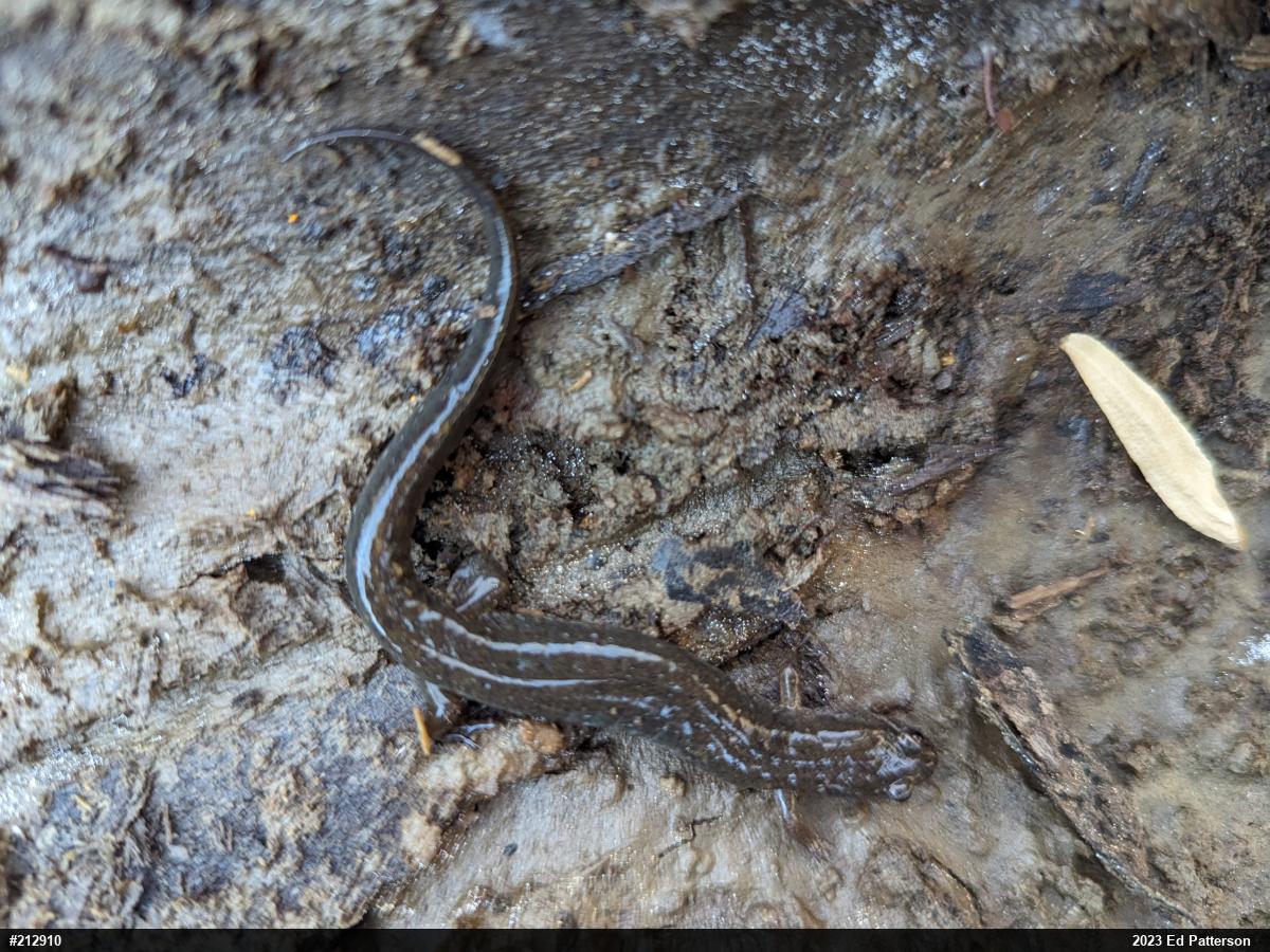 Northern Dusky Salamander