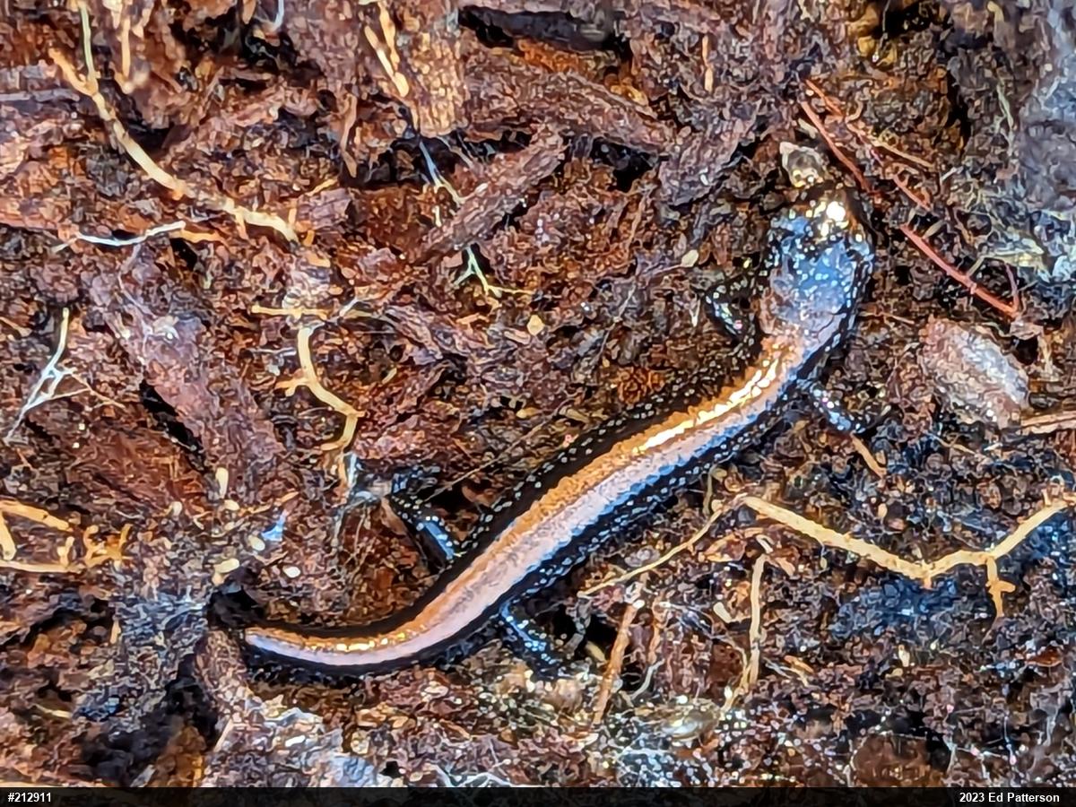 Eastern Red-backed  Salamander