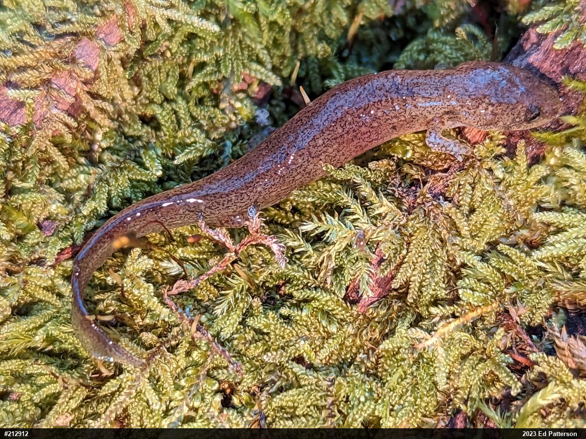 Northern Red Salamander