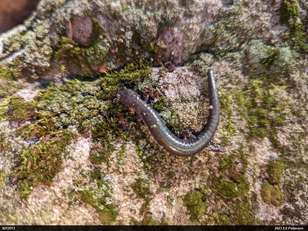 Eastern Red-backed  Salamander