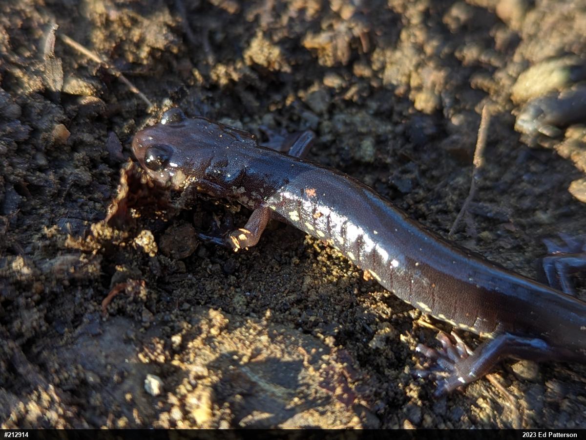 Wehrle's Salamander