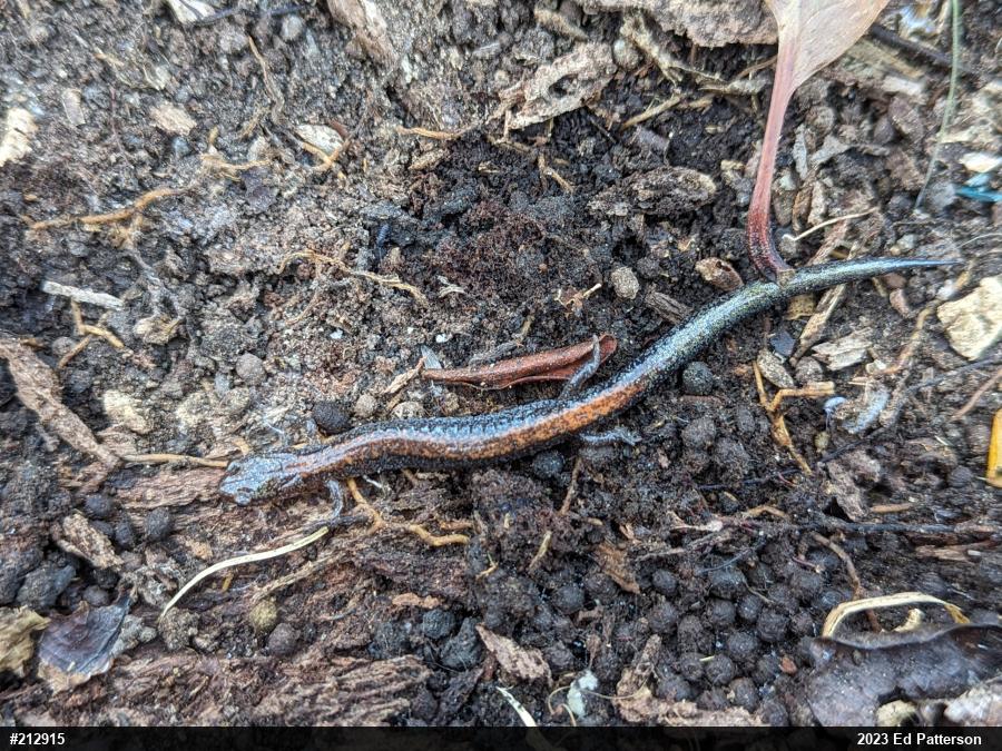 Eastern Red-backed  Salamander