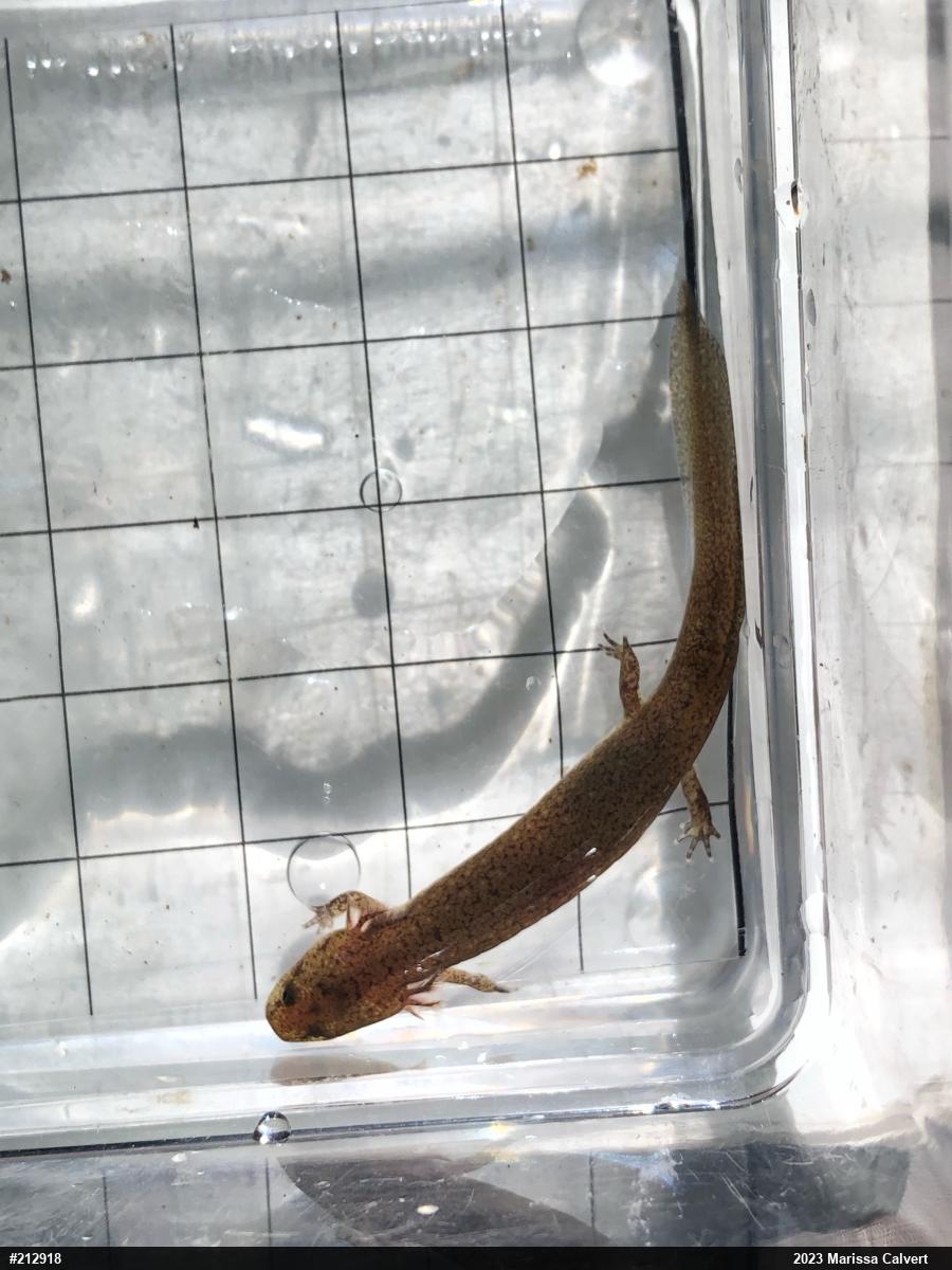 Northern Red Salamander