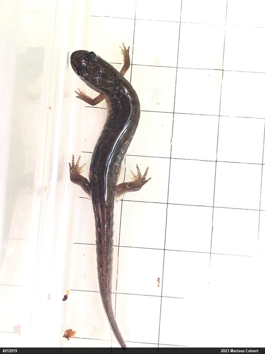 Northern Dusky Salamander