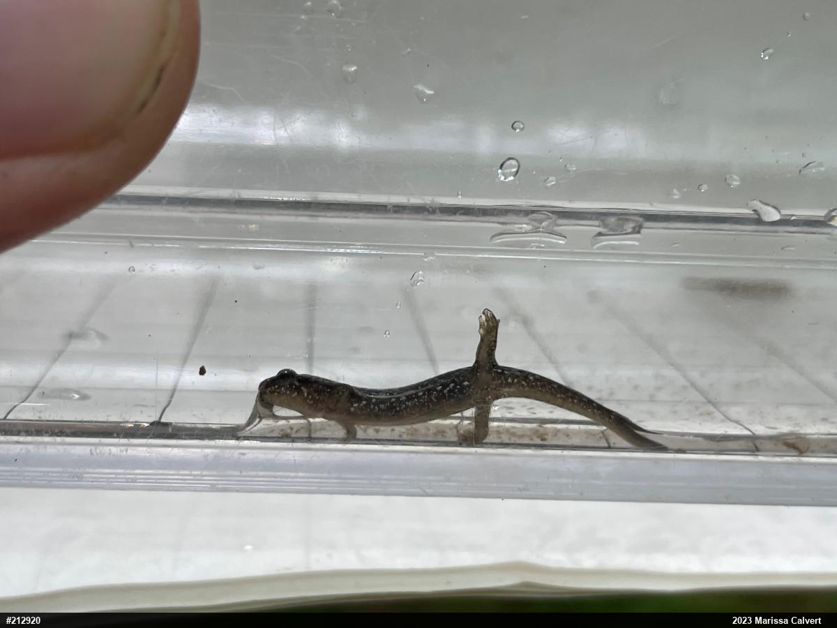 Northern Dusky Salamander