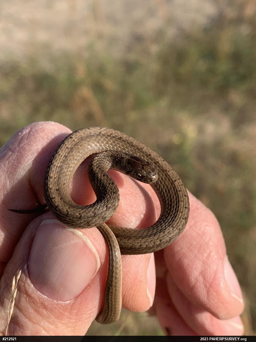 Dekay's Brownsnake