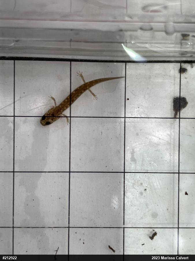 Northern Two-lined Salamander