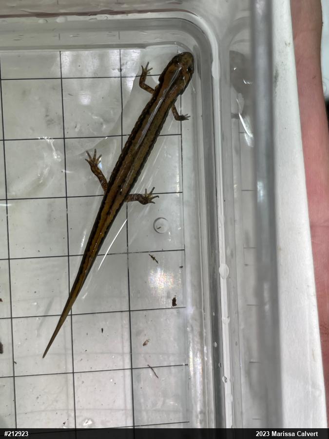 Northern Two-lined Salamander