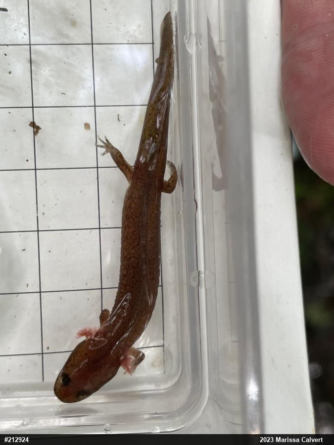 Northern Red Salamander