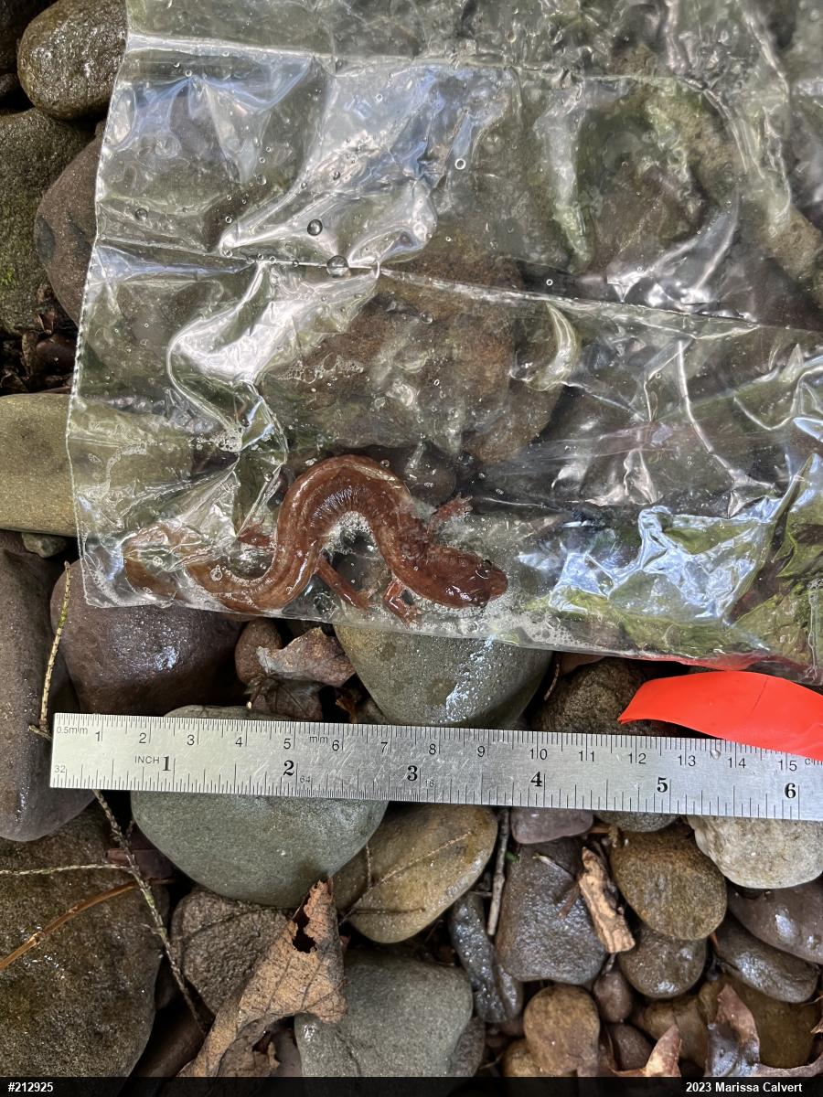 Northern Spring Salamander