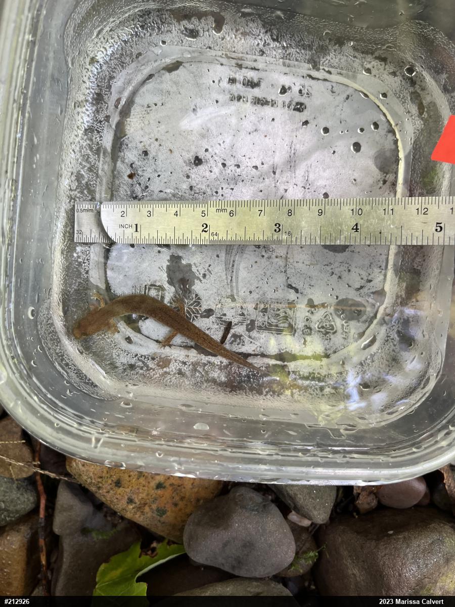 Northern Spring Salamander