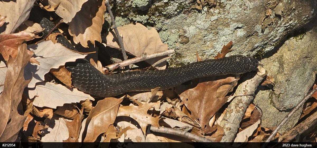 Eastern Ratsnake