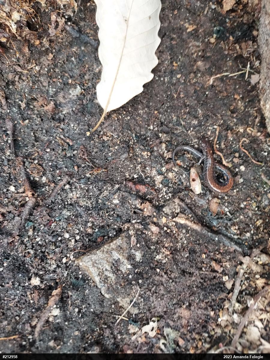 Eastern Red-backed  Salamander