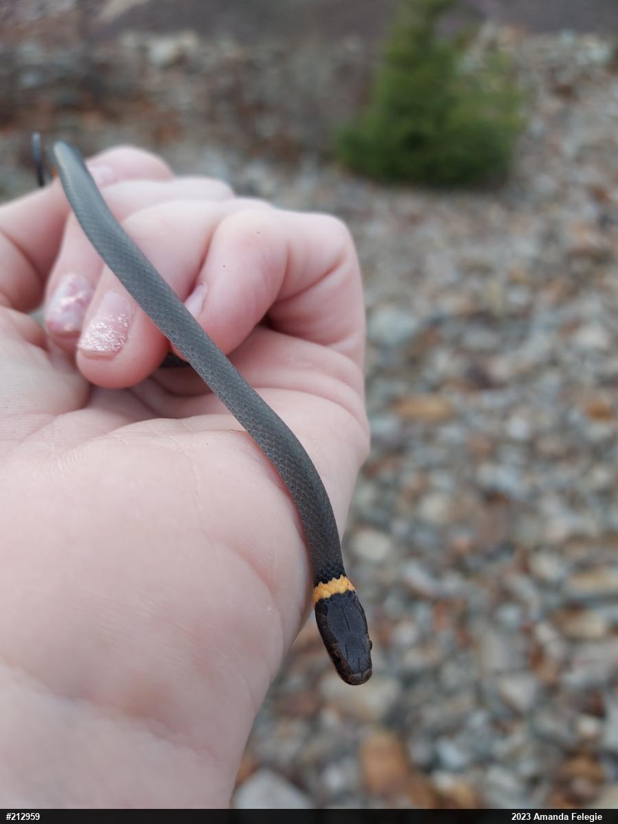 Northern Ring-necked Snake