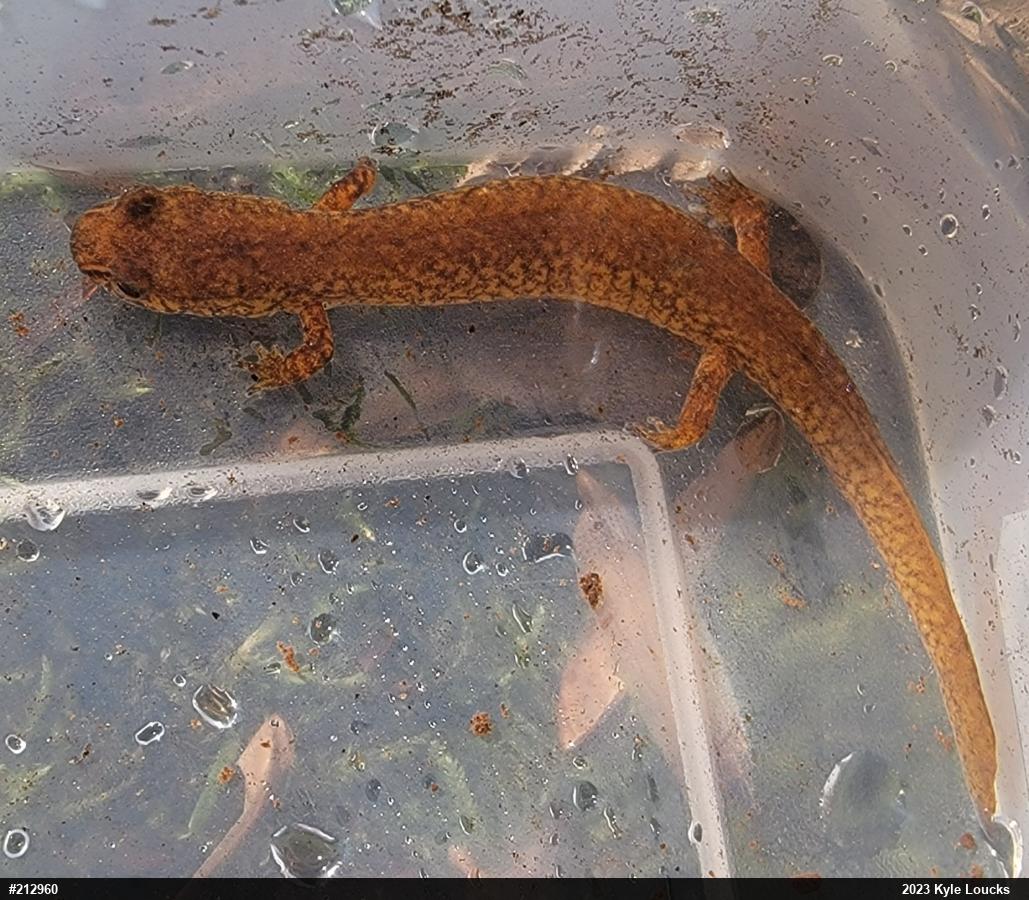 Northern Spring Salamander