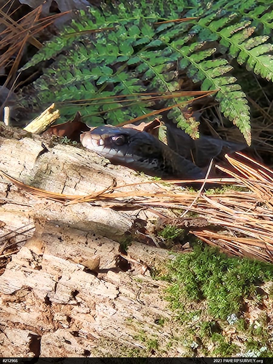 Northern Black Racer