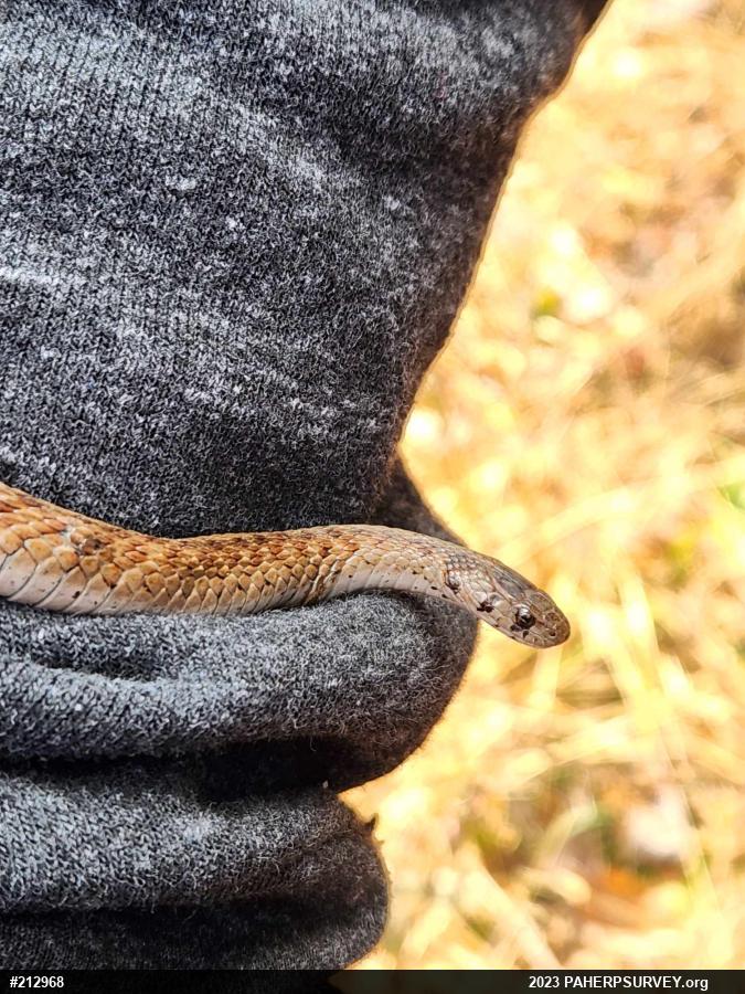Dekay's Brownsnake