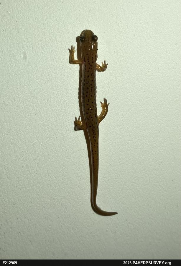 Northern Two-lined Salamander