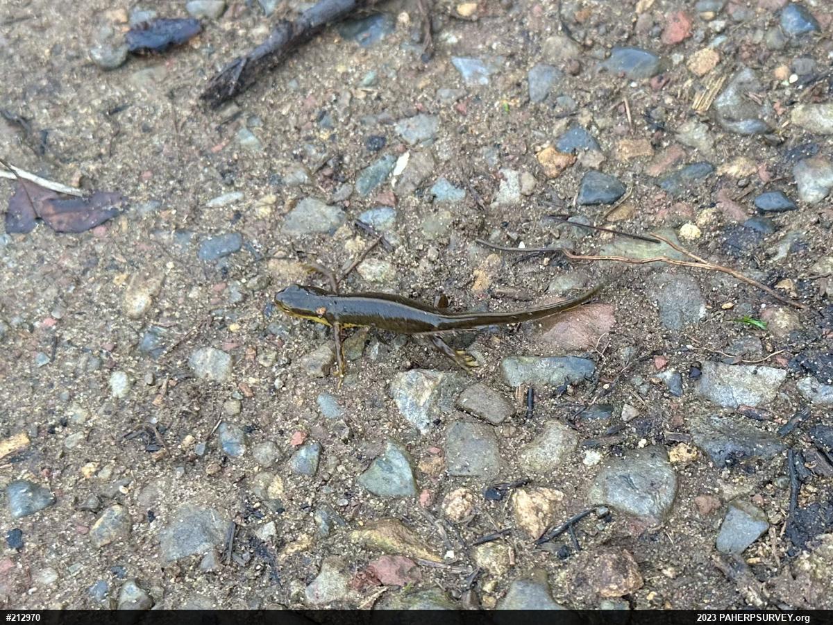 Red-spotted Newt