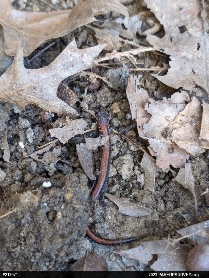 Eastern Red-backed  Salamander