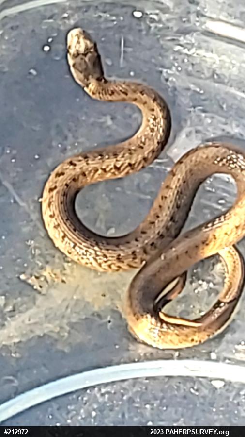 Dekay's Brownsnake