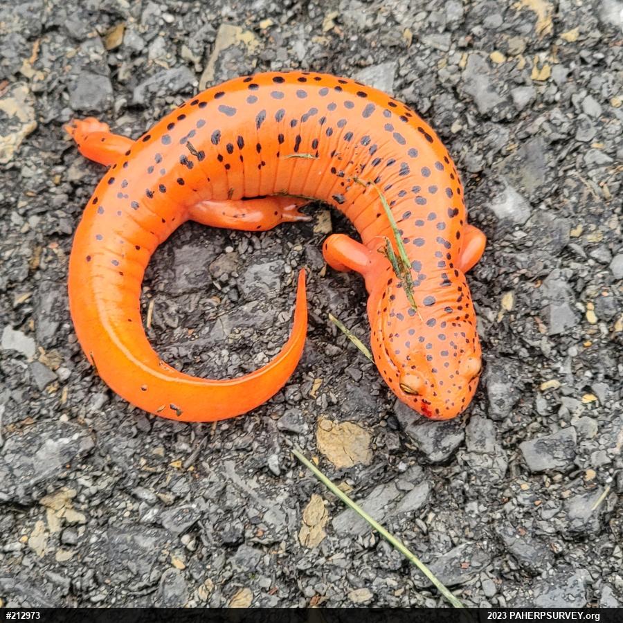 Northern Red Salamander