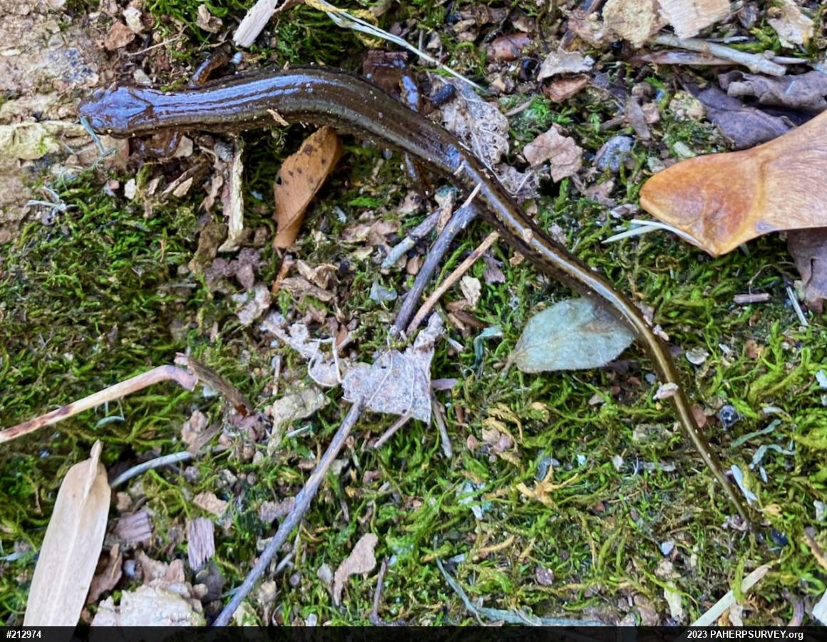 Northern Two-lined Salamander