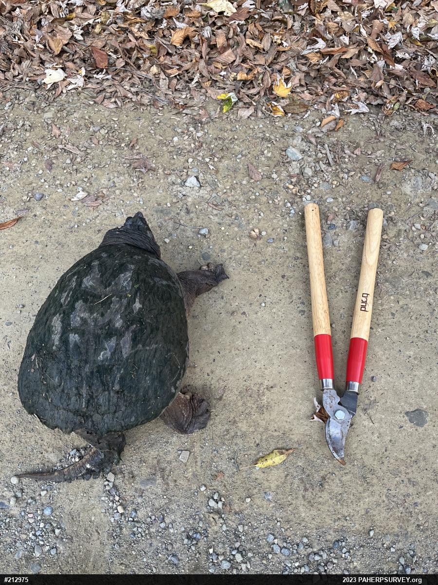 Snapping Turtle