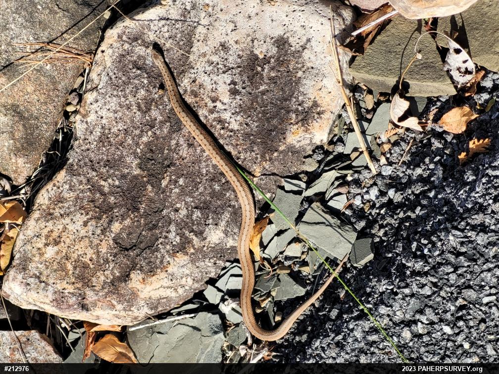 Dekay's Brownsnake