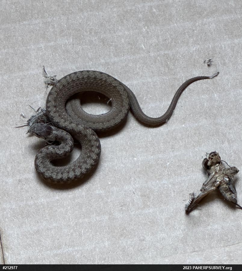 Dekay's Brownsnake