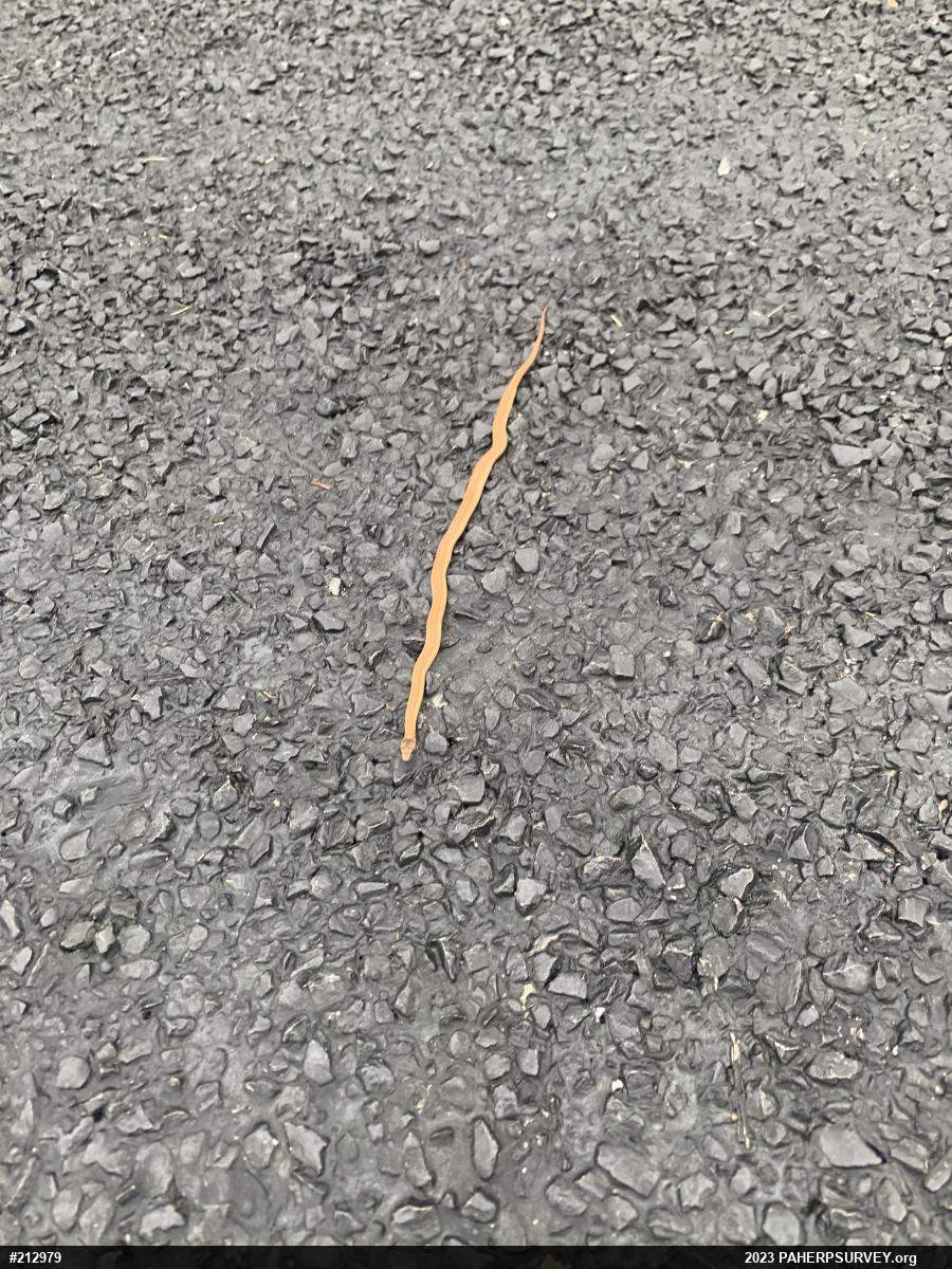 Red-bellied Snake