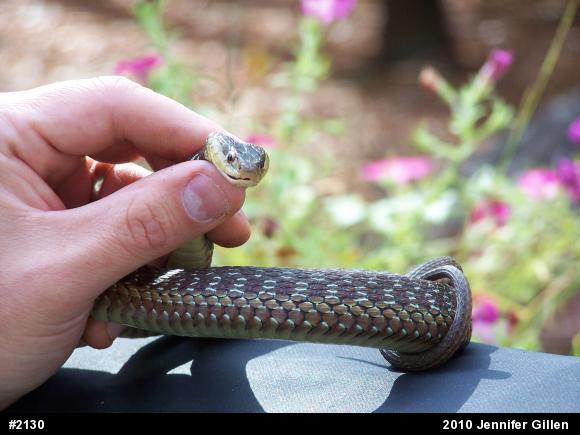 Eastern Gartersnake