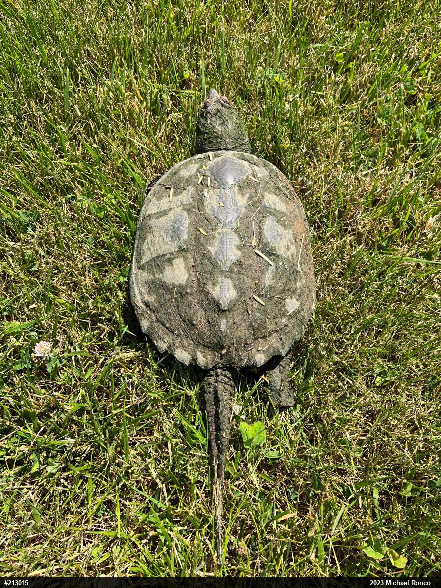 Snapping Turtle