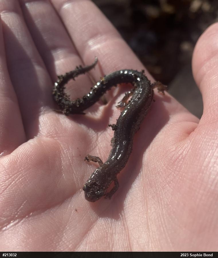 Eastern Red-backed  Salamander