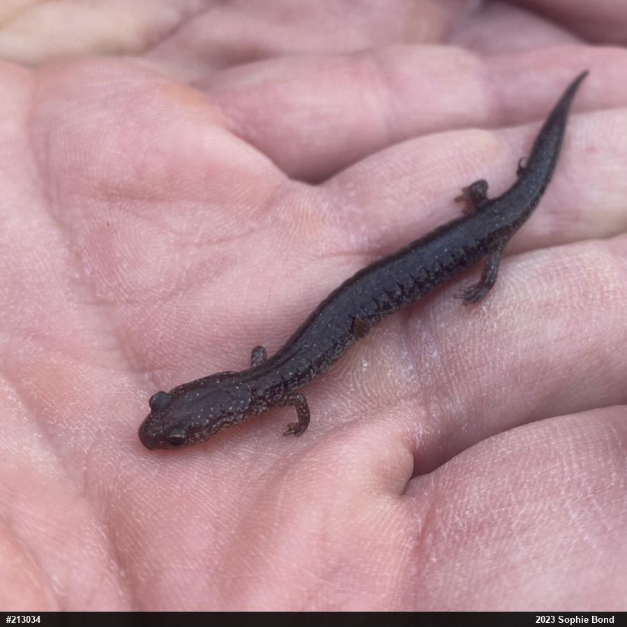 Eastern Red-backed  Salamander