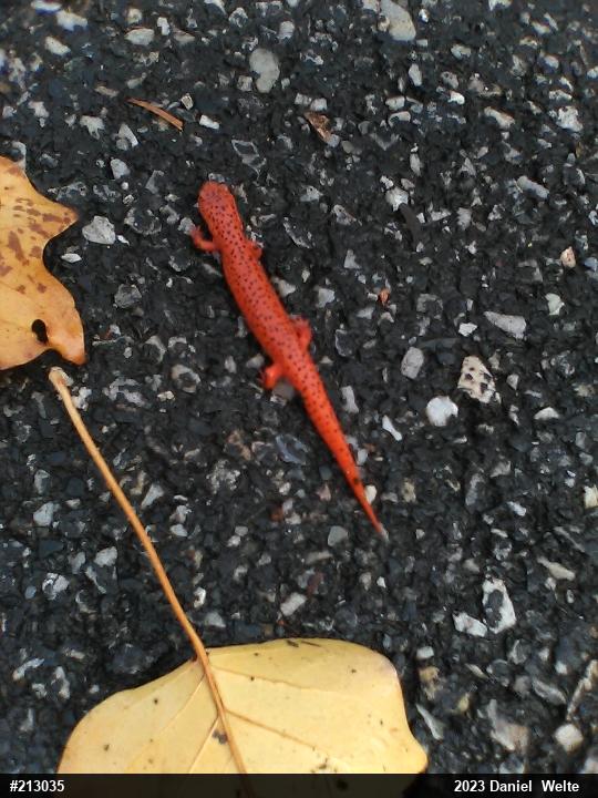 Northern Red Salamander